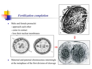 Fertilization completion 
 Male and female pronuclei 
- approach each other 
- come in contact 
- lose their nuclear membranes 
 Maternal and paternal chromosomes intermingle 
at the metaphase of the first division of cleavage 
 
 
 