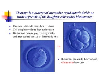 Cleavage is a process of successive rapid mitotic divisions 
without growth of the daughter cells called blastomeres 
 Cleavage mitotic divisions lack G1 phase 
 Cell cytoplasm volume does not increase 
 Blastomeres become progressively smaller 
until they acquire the size of the somatic cells 
 The normal nucleus to the cytoplasm 
volume ratio is restored 
 
 