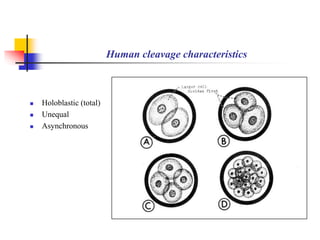 Human cleavage characteristics 
 Holoblastic (total) 
 Unequal 
 Asynchronous 
 