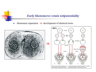 Early blastomeres retain totipotentiality 
 blastomere separation  development of identical twins 
 
~30% 
 