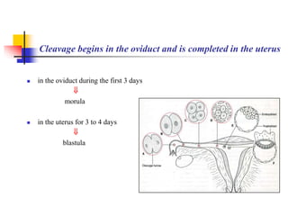 Cleavage begins in the oviduct and is completed in the uterus 
 in the oviduct during the first 3 days 
 
morula 
 in the uterus for 3 to 4 days 
 
blastula 
 