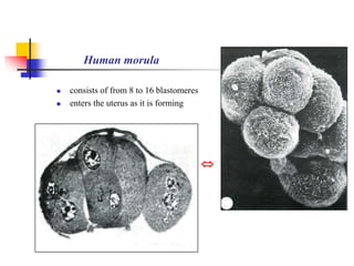 Human morula 
 consists of from 8 to 16 blastomeres 
 enters the uterus as it is forming 
 
 