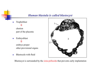 Human blastula is called blastocyst 
 Trophoblast 
 
chorion 
part of the placenta 
 Embryoblast 
 
embryo proper 
other provisional organs 
 Blastocele with fluid 
Blastocyst is surrounded by the zona pellucida that prevents early implantation 
 
