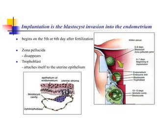 Implantation is the blastocyst invasion into the endometrium 
 begins on the 5th or 6th day after fertilization 
 Zona pellucida 
- disappears 
 Trophoblast 
- attaches itself to the uterine epithelium 
 