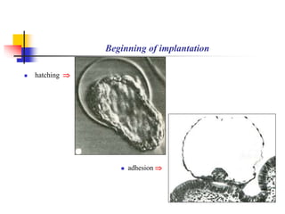 Beginning of implantation 
 hatching  
 adhesion  
 