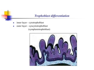 Trophoblast differentiation 
 inner layer – cytotrophoblast 
 outer layer – syncytiotrophoblast 
(symplastotrophoblast) 
 