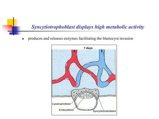 Syncytiotrophoblast displays high metabolic activity 
 produces and releases enzymes facilitating the blastocyst invasion 
 