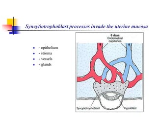 Syncytiotrophoblast processes invade the uterine mucosa 
 - epithelium 
 - stroma 
 - vessels 
 - glands 
 
