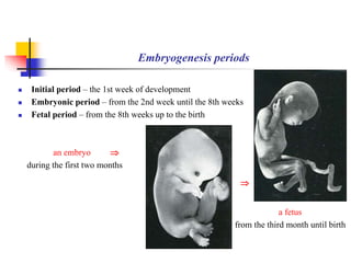 Embryogenesis periods 
 Initial period – the 1st week of development 
 Embryonic period – from the 2nd week until the 8th weeks 
 Fetal period – from the 8th weeks up to the birth 
an embryo  
during the first two months 
a fetus 
 
from the third month until birth 
 