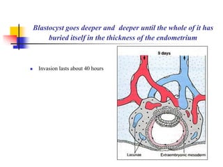 Blastocyst goes deeper and deeper until the whole of it has 
buried itself in the thickness of the endometrium 
 Invasion lasts about 40 hours 
 