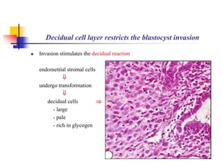 Decidual cell layer restricts the blastocyst invasion 
 Invasion stimulates the decidual reaction 
endometrial stromal cells 
 
undergo transformation 
 
decidual cells  
- large 
- pale 
- rich in glycogen 
 
