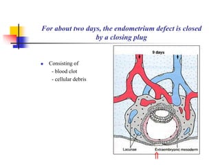 For about two days, the endometrium defect is closed 
by a closing plug 
 Consisting of 
- blood clot 
- cellular debris 
 
 
 