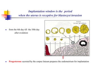 Implantation window is the period 
when the uterus is receptive for blastocyst invasion 
 from the 6th day till the 10th day 
after ovulation 
 
 Progesterone secreted by the corpus luteum prepares the endometrium for implantation 
 