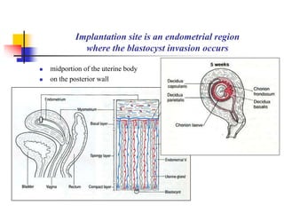 Implantation site is an endometrial region 
where the blastocyst invasion occurs 
 midportion of the uterine body 
 on the posterior wall 
 