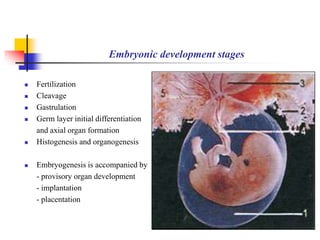 Embryonic development stages 
 Fertilization 
 Cleavage 
 Gastrulation 
 Germ layer initial differentiation 
and axial organ formation 
 Histogenesis and organogenesis 
 Embryogenesis is accompanied by 
- provisory organ development 
- implantation 
- placentation 
 