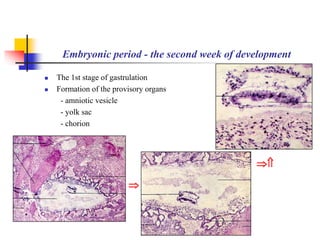 Embryonic period - the second week of development 
 The 1st stage of gastrulation 
 Formation of the provisory organs 
- amniotic vesicle 
- yolk sac 
- chorion 
 
 
 