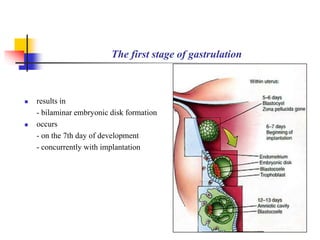 The first stage of gastrulation 
 results in 
- bilaminar embryonic disk formation 
 occurs 
- on the 7th day of development 
- concurrently with implantation 
 