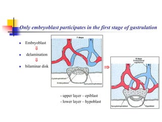 Only embryoblast participates in the first stage of gastrulation 
 Embryoblast 
 
 delamination 
 
 bilaminar disk  
- upper layer – epiblast 
- lower layer – hypoblast 
 