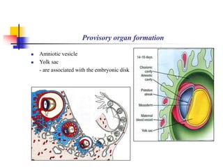Provisory organ formation 
 Amniotic vesicle 
 Yolk sac 
- are associated with the embryonic disk 
 