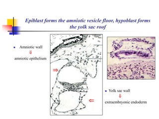 Epiblast forms the amniotic vesicle floor, hypoblast forms 
the yolk sac roof 
 Amniotic wall 
 
amniotic epithelium 
 Yolk sac wall 
 
extraembryonic endoderm  
 
 