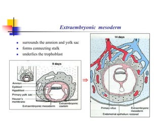 Extraembryonic mesoderm 
 surrounds the amnion and yolk sac 
 forms connecting stalk 
 underlies the trophoblast 
 
 