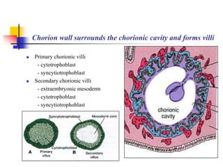 Chorion wall surrounds the chorionic cavity and forms villi 
 Primary chorionic villi 
- cytotrophoblast 
- syncytiotrophoblast 
 Secondary chorionic villi 
- extraembryonic mesoderm 
- cytotrophoblast 
- syncytiotrophoblast 
 