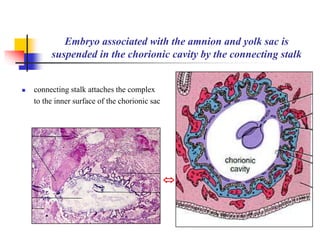 Embryo associated with the amnion and yolk sac is 
suspended in the chorionic cavity by the connecting stalk 
 connecting stalk attaches the complex 
to the inner surface of the chorionic sac 
 
 