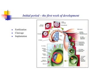 Initial period – the first week of development 
 Fertilization 
 Cleavage 
 Implantation 
 