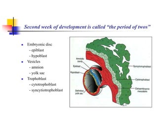 Second week of development is called “the period of twos” 
 Embryonic disc 
- epiblast 
- hypoblast 
 Vesicles 
- amnion 
- yolk sac 
 Trophoblast 
- cytotrophoblast 
- syncytiotrophoblast 
 
