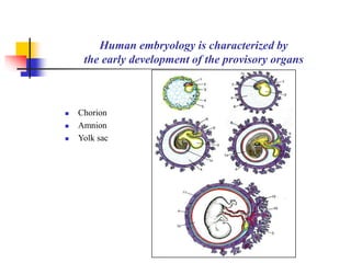 Human embryology is characterized by 
the early development of the provisory organs 
 Chorion 
 Amnion 
 Yolk sac 
 