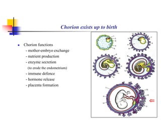 Chorion exists up to birth 
 Chorion functions 
- mother-embryo exchange 
- nutrient production 
- enzyme secretion 
(to erode the endometrium) 
- immune defence 
- hormone release 
- placenta formation 
 
 