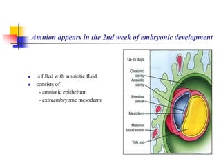 Amnion appears in the 2nd week of embryonic development 
 is filled with amniotic fluid 
 consists of 
- amniotic epithelium 
- extraembryonic mesoderm 
 
 