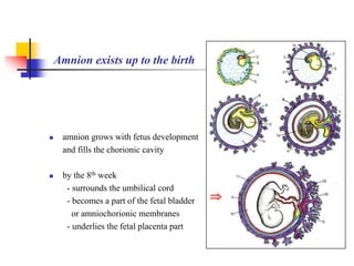 Amnion exists up to the birth 
 amnion grows with fetus development 
and fills the chorionic cavity 
 by the 8th week 
- surrounds the umbilical cord 
- becomes a part of the fetal bladder 
or amniochorionic membranes 
- underlies the fetal placenta part 
 
 