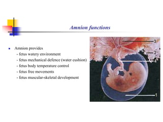 Amnion functions 
 Amnion provides 
- fetus watery environment 
- fetus mechanical defence (water cushion) 
- fetus body temperature control 
- fetus free movements 
- fetus muscular-skeletal development 
 