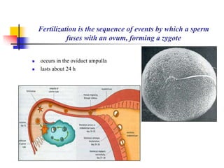 Fertilization is the sequence of events by which a sperm 
fuses with an ovum, forming a zygote 
 occurs in the oviduct ampulla 
 lasts about 24 h 
 