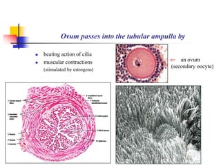 Ovum passes into the tubular ampulla by 
 beating action of cilia 
 muscular contractions 
(stimulated by estrogens) 
 an ovum 
(secondary oocyte) 
 