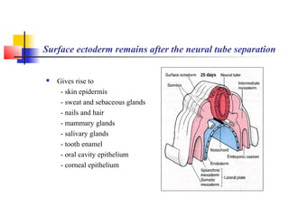 Neuroectodermo Human Embryology II | PPT