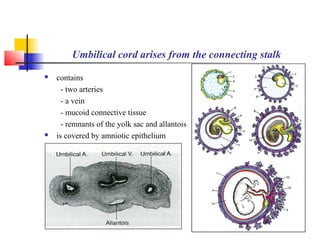 Human Embryology II | PPT