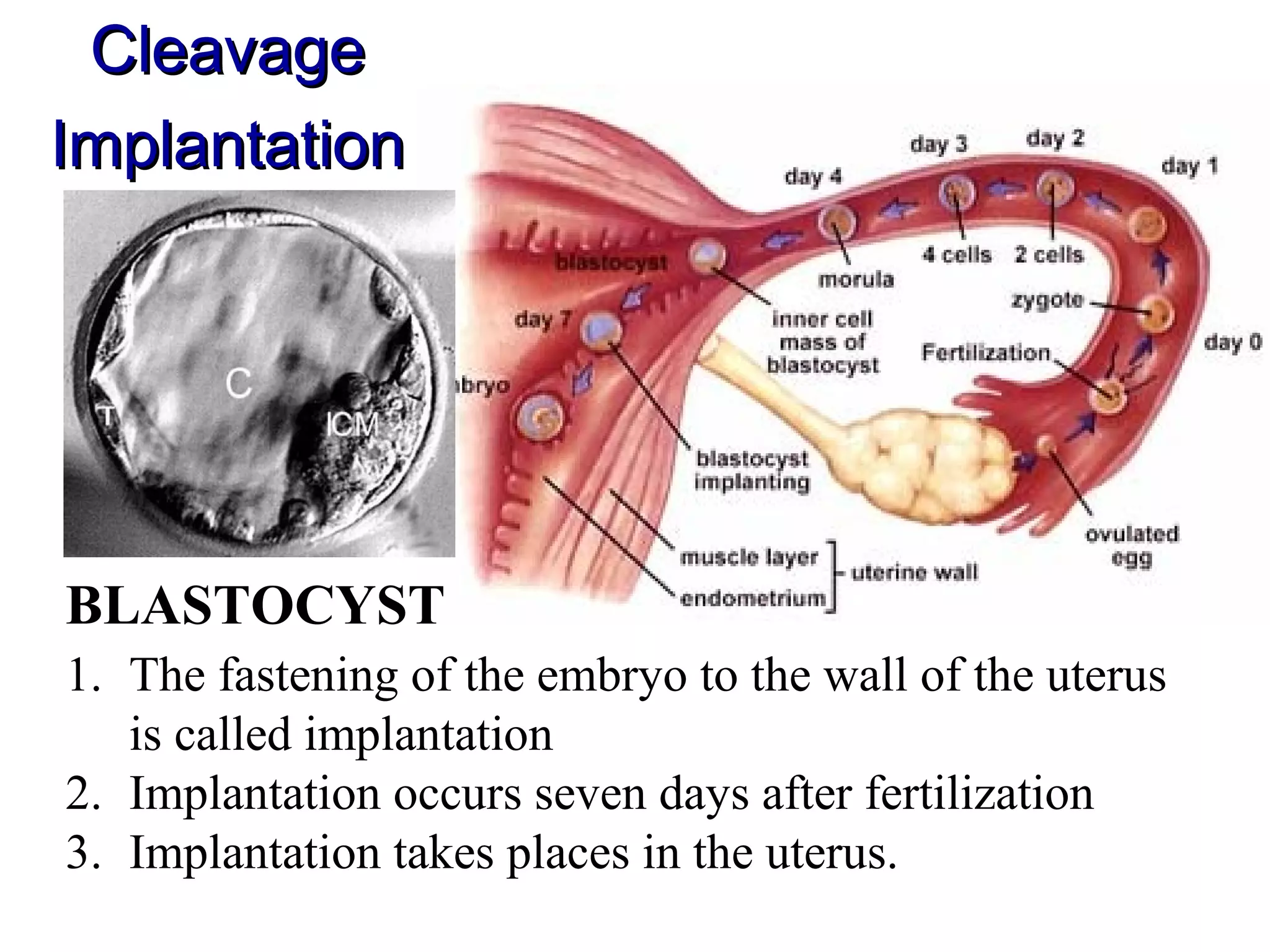 Human embryonic development | PPT