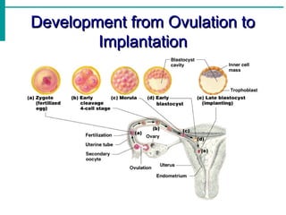 Humanize Embryonic Development Human embryonic development | PPT