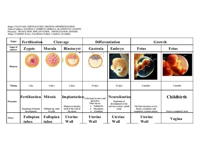 Human embryonic development