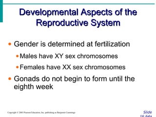 humanembryonicdevelopment-141015070629-conversion-gate02 (1).pdf