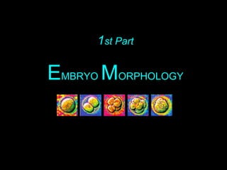 1st Part
EMBRYO MORPHOLOGY
 