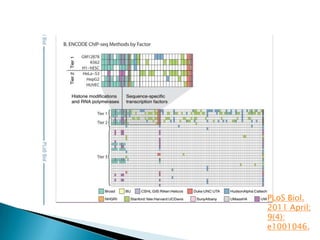 Human encodeproject | PPTX