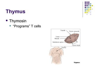 Thymus
 Thymosin
    “Programs” T cells
 