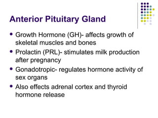 Anterior Pituitary Gland
 Growth   Hormone (GH)- affects growth of
  skeletal muscles and bones
 Prolactin (PRL)- stimulates milk production
  after pregnancy
 Gonadotropic- regulates hormone activity of
  sex organs
 Also effects adrenal cortex and thyroid
  hormone release
 