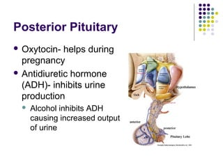 Posterior Pituitary
 Oxytocin-  helps during
  pregnancy
 Antidiuretic hormone
  (ADH)- inhibits urine
  production
     Alcohol inhibits ADH
      causing increased output
      of urine
 