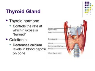 Thyroid Gland
 Thyroid    hormone
     Controls the rate at
      which glucose is
      “burned”
 Calcitonin
     Decreases calcium
      levels in blood deposits
      on bone
 