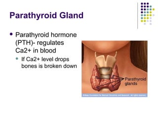 Parathyroid Gland

 Parathyroidhormone
 (PTH)- regulates
 Ca2+ in blood
    If Ca2+ level drops
     bones is broken down
 
