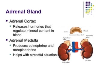 Adrenal Gland
 Adrenal   Cortex
    Releases hormones that
     regulate mineral content in
     blood
 Adrenal   Medulla
    Produces epinephrine and
     norepinephrine
    Helps with stressful situations
 